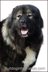 Biggest Russian Dog